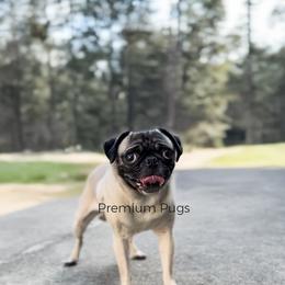 Pug puppies from Premium Pugs