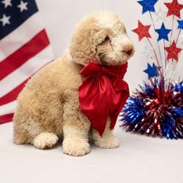 Timber - Red and white male Saint Berdoodle puppy in Lookout, California from Remington Kennels, LLC