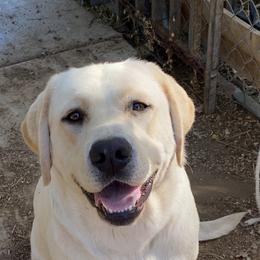 Bella - Labrador Retriever