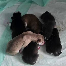 Harley - Black and white male Pomsky puppy in Coatesville, Pennsylvania from Peaceful Pomskys
