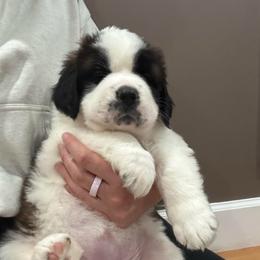 Betty (Silver Collared Girl) - Brown and white female Saint Bernard puppy in Paramount Long Meadow, Maryland from M&R SKYHAVEN SAINTS