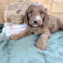 Boy 2 - Red male Irish Doodle puppy in Bloomfield, Iowa from Schooley Doodles