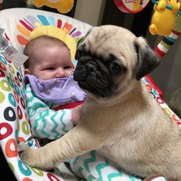 Pug Puppies from House of Briggs Pugs