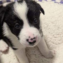 Will Turner - Black and white male Border Collie puppy in Linton, Indiana from Kraken Border Collies