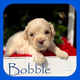 Bobble - Cream male Cockapoo puppy in Clinton, Oklahoma from Enchanted Spaniels