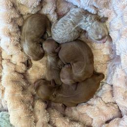 Sunshines Fall Harvest Boys Pumpkin - Red male Cavapoo puppy in Harrah, Oklahoma from Sunshines Pomeranians & Cavapoos