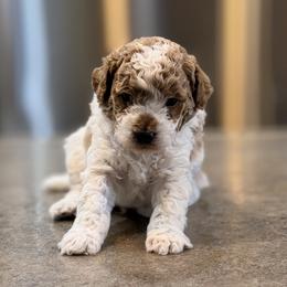 Darcy - Parti male Poodle puppy in Bells, Texas from Partridge Doodles and Poodles