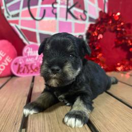Romeo - Black and silver male Miniature Schnauzer puppy in Lufkin, Texas from C&K’s Schnauzer House