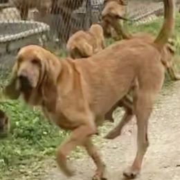 Maybelle - Bloodhound
