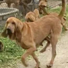 Maybelle - Bloodhound