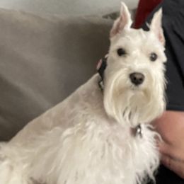 Miniature Schnauzers and Yorkshire Terriers from Candyland Yorkies and Miniature schnauzers