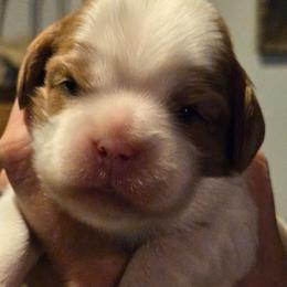 Pearl - Blenheim female Cavalier King Charles Spaniel puppy in Apple Valley, California from Nancy's Cavalier King Charles Spaniels & Golden Retrievers