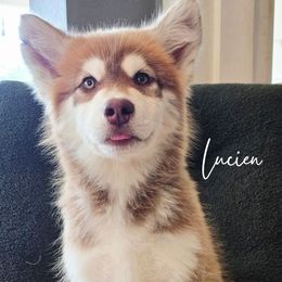 Lucien - Red and white male Alaskan Malamute puppy in Kellerman, Alabama from Sunset Malamutes