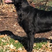 Flat-Coated Retrievers from Kistryl Flat-Coated Retrievers