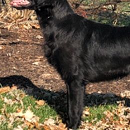 Flat-Coated Retrievers from Kistryl Flat-Coated Retrievers