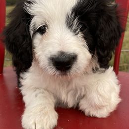 Aussiedoodles, Goldendoodles, and Poodles from North Florida Poodles and Doodles