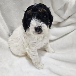 Helen - Phantom female Poodle puppy in Puyallup, Washington from Pure Parti Poodles