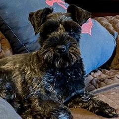 Bella Retired - Miniature Schnauzer