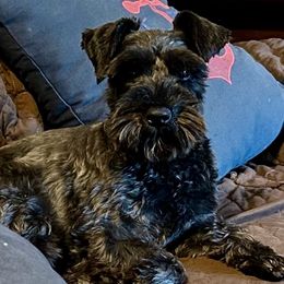 Bella Retired - Miniature Schnauzer