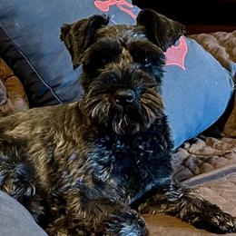 Bella Retired - Miniature Schnauzer