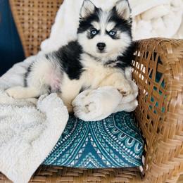 Music - Black and white male Pomsky puppy in Yavapai County, Arizona from Pawsh Pomskies