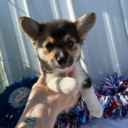 Mississippi-Triple Clear - Black and white female American Corgi puppy in Scottown, Ohio from Wyndy Ridge Corgis
