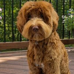 Ruben - Australian Labradoodle