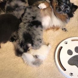 Pomeranian Puppies from Froggwoods Pomeranians