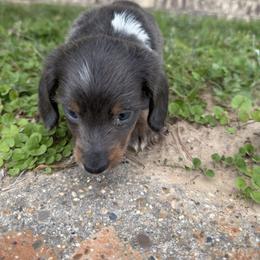 Boy 1 - Blue and tan male Dachshund puppy in Mount Pleasant, Texas from Swaffords Dachshund Kingdom