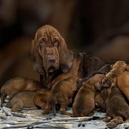 Gypsy - Bloodhound