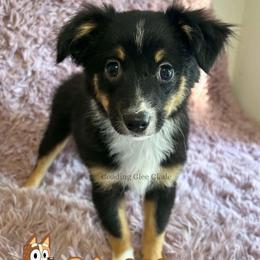 Chili - Black tri female Miniature American Shepherd puppy in Millington, Tennessee from Goading Glee Glade