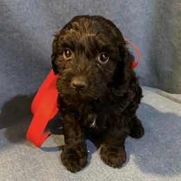 Goldendoodles from Cutiedoodles