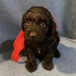 Goldendoodles from Cutiedoodles