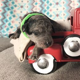 Poodle Puppies from Myers Family Standard Poodles