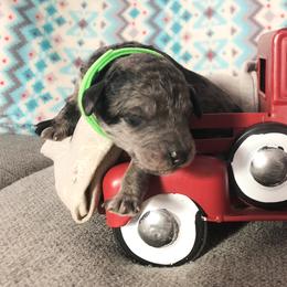 Poodle Puppies from Myers Family Standard Poodles