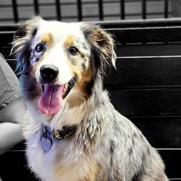 Sienna - Australian Shepherd