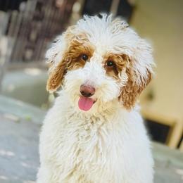 Goldendoodle All Grown Up from Goldendoodle AZ