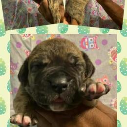 Ruffles - Brindle male Great Dane puppy in Wellsville, New York from Prophecy Danes