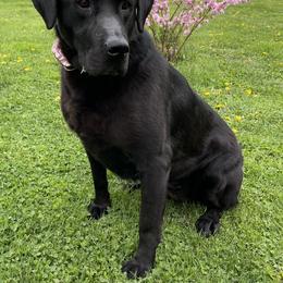 Martini - Labrador Retriever