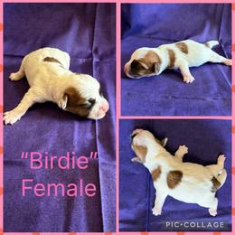 Birdie - White and tan female Russell Terrier puppy in Zim, Minnesota from ZimBogWay Acres