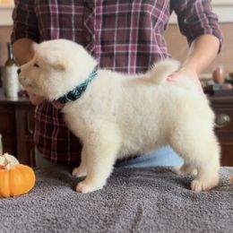 Boy 1 teal collar - Akita puppy from Main Street Akitas