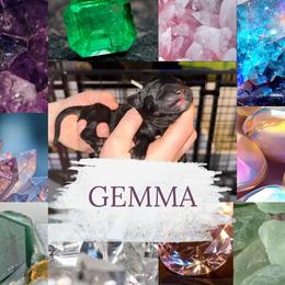 Gemma - Black female Goldendoodle puppy in Prosperity, Pennsylvania from Stelladoodles & Company