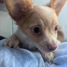 River - Cream and white male Chihuahua puppy in Waycross, Georgia from OakView Farm Chihuahuas FB