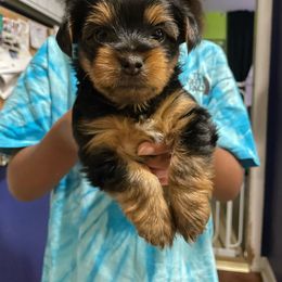 Rottweiler and Yorkshire Terrier Puppies from Superior Family Kennels