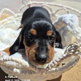 Dachshund Puppies from The Dachshund Den