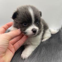 Lucky - Blue parti male Pomeranian puppy in Bogata, Texas from Kerrie’s Pomeranian