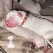 Dogo Argentino Puppies from Savs_sk9