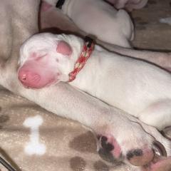 Dogo Argentino Puppies from Savs_sk9