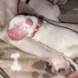 Dogo Argentino Puppies from Savs_sk9