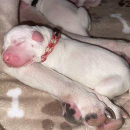 Dogo Argentino Puppies from Savs_sk9
